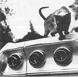 The Cat's Meow!